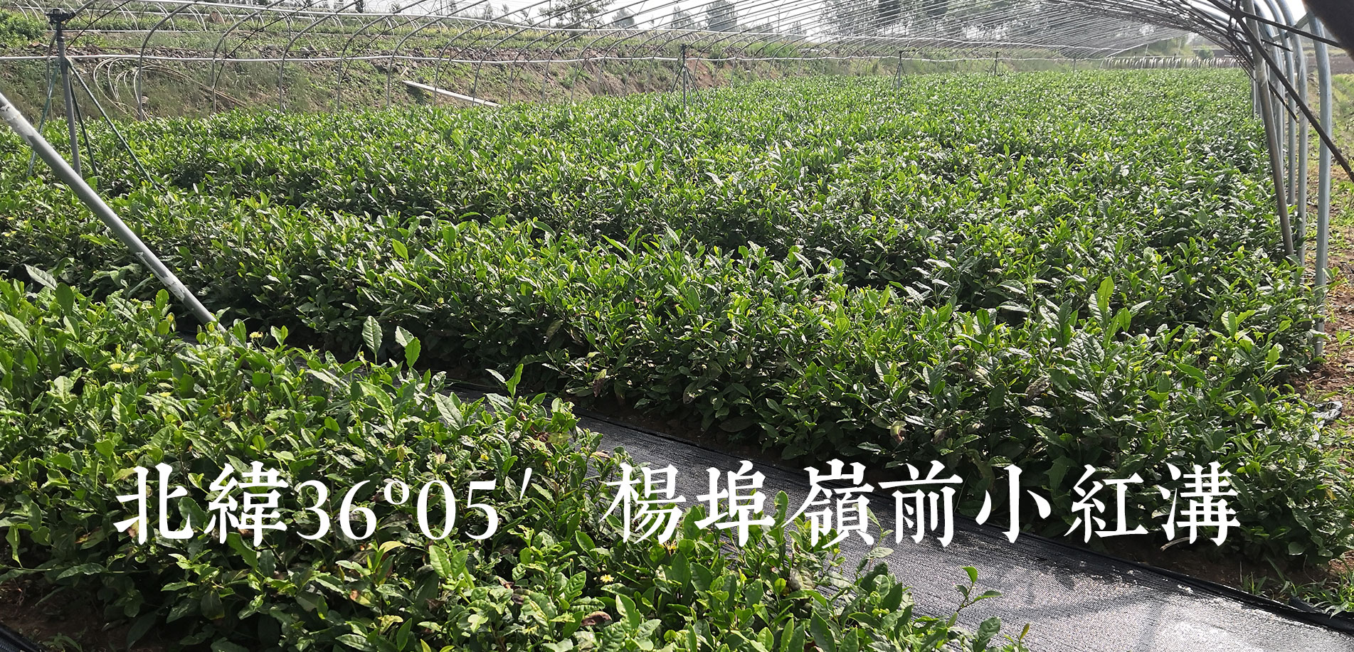 專(zhuān)業(yè)亮化工程